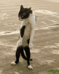 ninja_cat