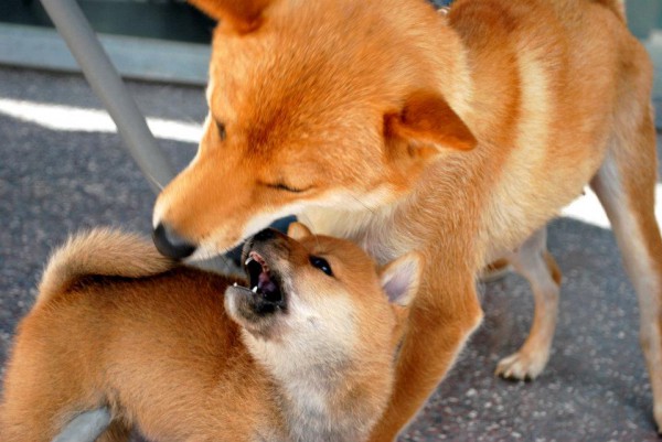 retrouvailles-shiba-inu-maman-bebe