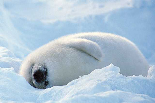 seals-animals