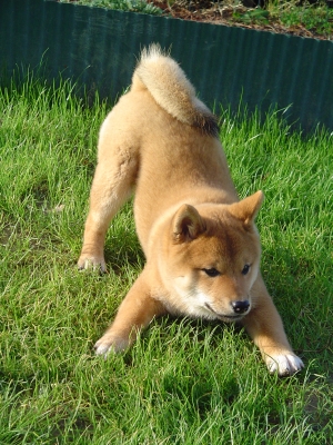 shiba-inu-avez-chien-race-peu-connue_436450