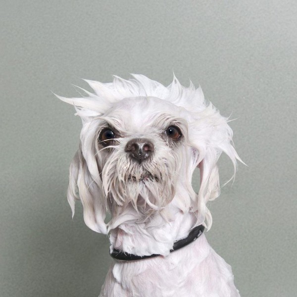wet-dogs-striking-paws-sophie-gamand-6