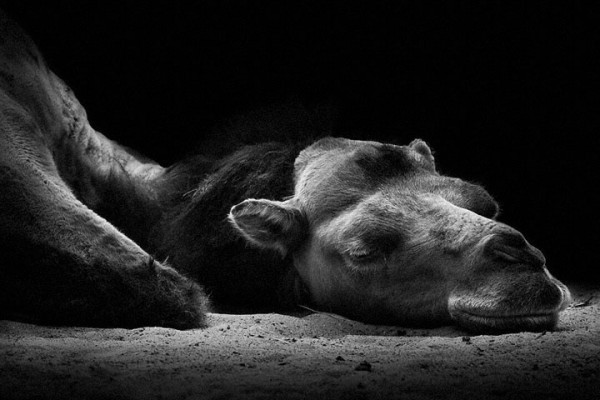 wolf-ademeit-portrait-animaux11