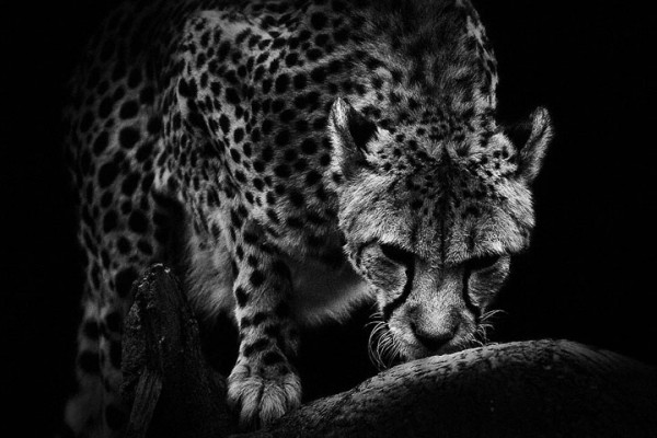 wolf-ademeit-portrait-animaux15