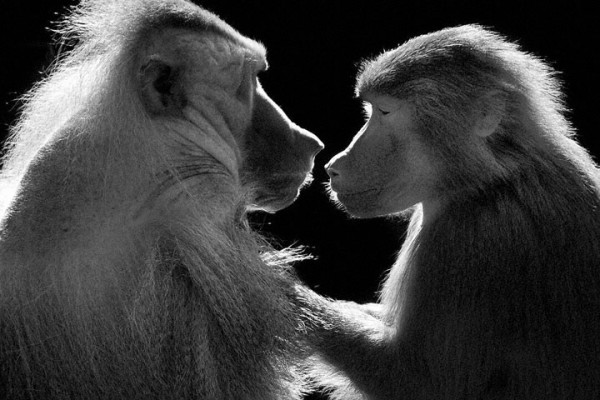 wolf-ademeit-portrait-animaux3