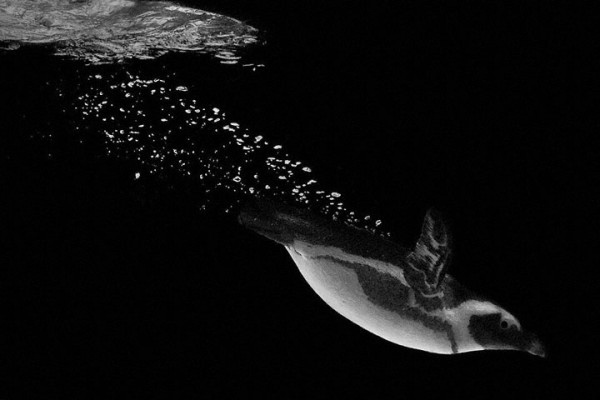 wolf-ademeit-portrait-animaux8