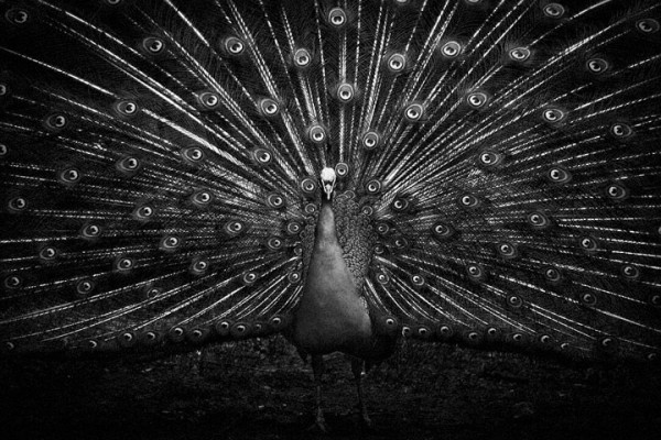 wolf-ademeit-portrait-animaux9