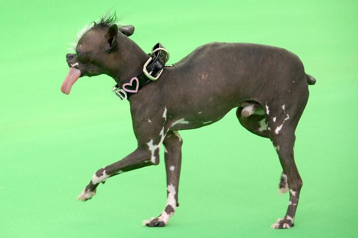 249574-elwood-2007-worlds-ugliest-dog-winner