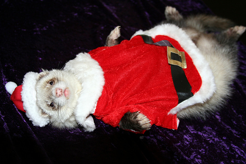 4141935336_ddcf79f8c8