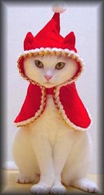 CatChristmasSantaOutfit1x