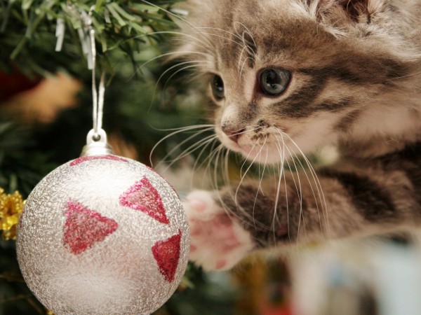 Christmas-Cat-1152x864