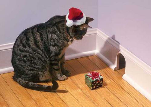 Christmas-Cat-teddybear64-27771002-500-354