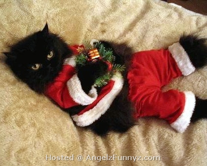 Christmas-Cat