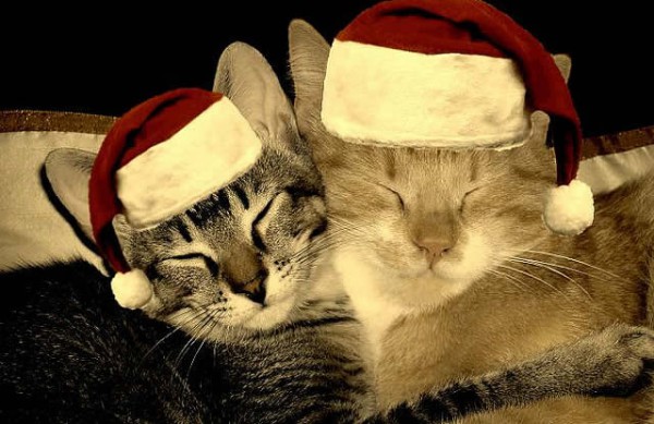 Christmas-cats