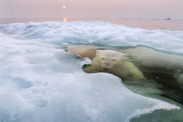 Paul Souders, L'ours de glace