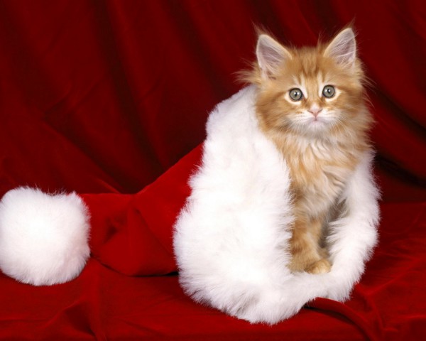 adorable-cat-christmas-wallpaper