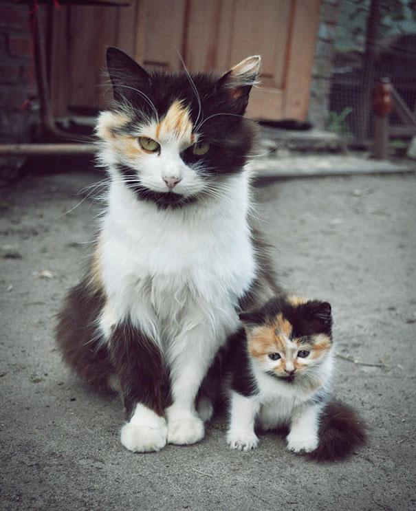 animals-with-miniature-versions-of-themselves-1
