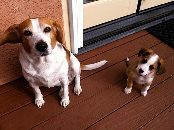 animals-with-miniature-versions-of-themselves-20