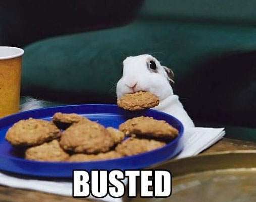 busted-animal-photos