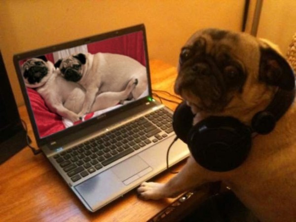 busted-pug