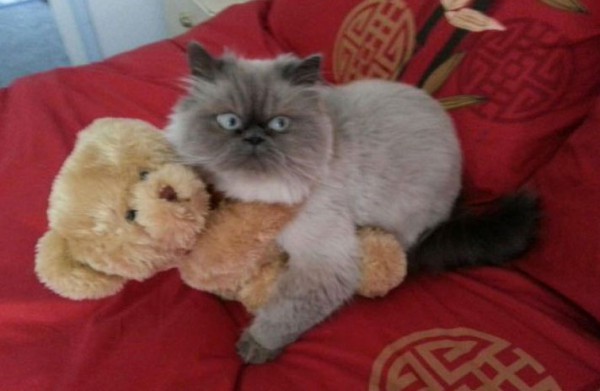 cat-caught-in-the-act