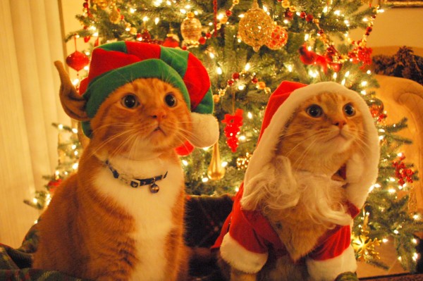 cats_dressed_as_santa_elf_02-600x399