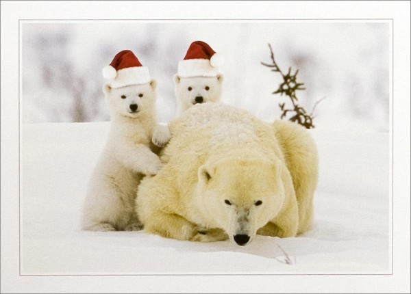 christmas-polar-bear-wallpaperchristmas-polar-bear-christmas-holiday-polar-snow---free-download-yse3wkfz