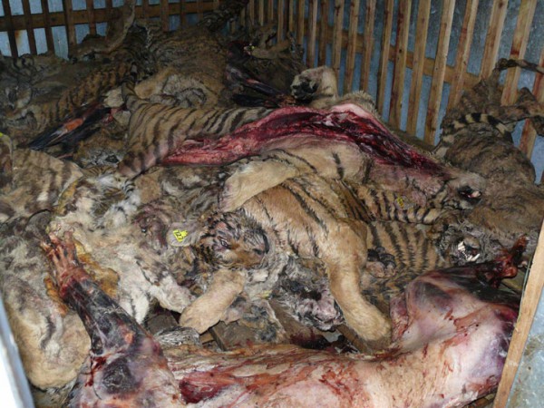 des-tigres-sont-affames-et-maltraites-pour-ensuite-etre-transformes-en-vin-hors-de-prix41