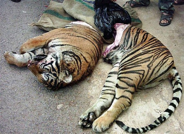 des-tigres-sont-affames-et-maltraites-pour-ensuite-etre-transformes-en-vin-hors-de-prix6