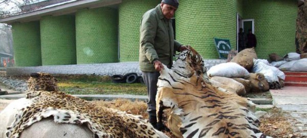 des-tigres-sont-affames-et-maltraites-pour-ensuite-etre-transformes-en-vin-hors-de-prix7