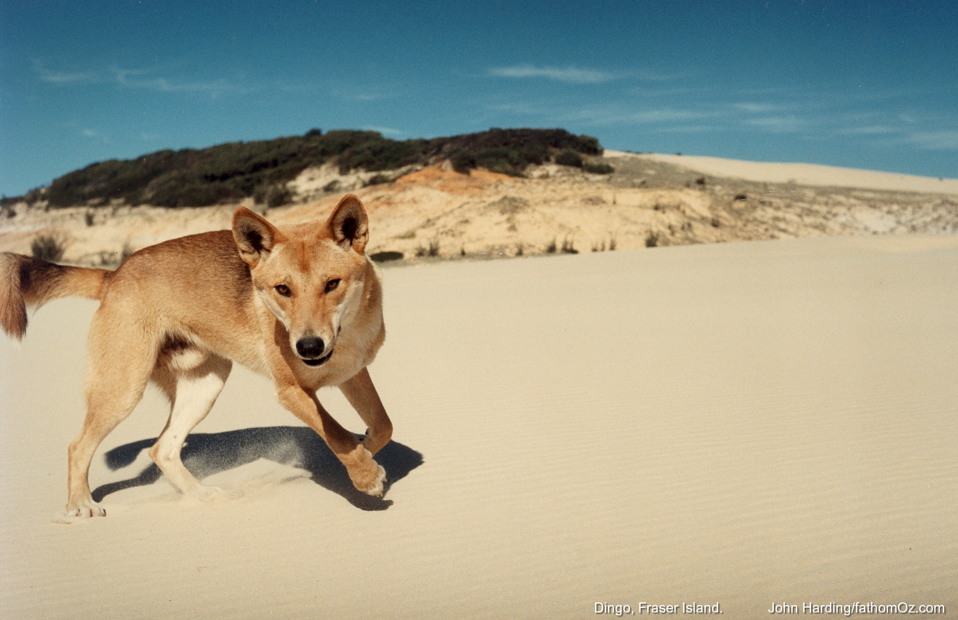 dingo (2)