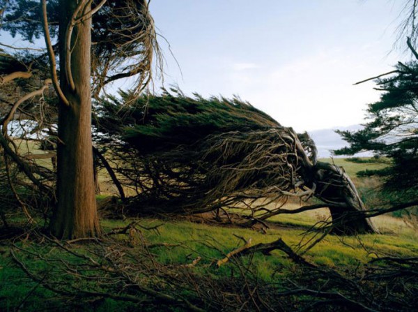 envolez-vous-pour-la-nouvelle-zelande-pour-defier-les-vents-violents-qui-torturent-les-arbres11