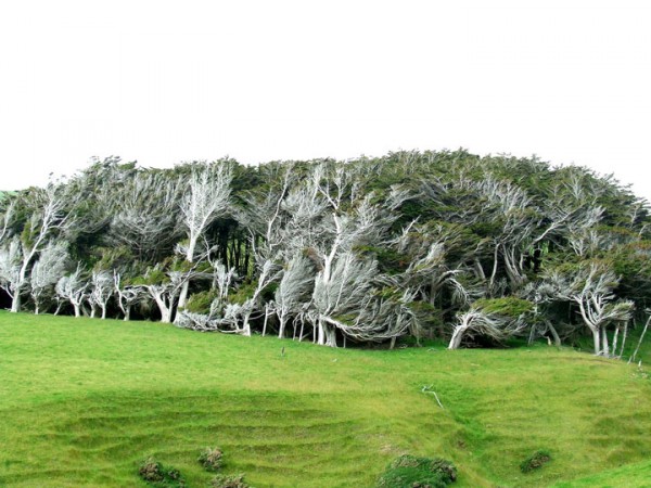 envolez-vous-pour-la-nouvelle-zelande-pour-defier-les-vents-violents-qui-torturent-les-arbres12