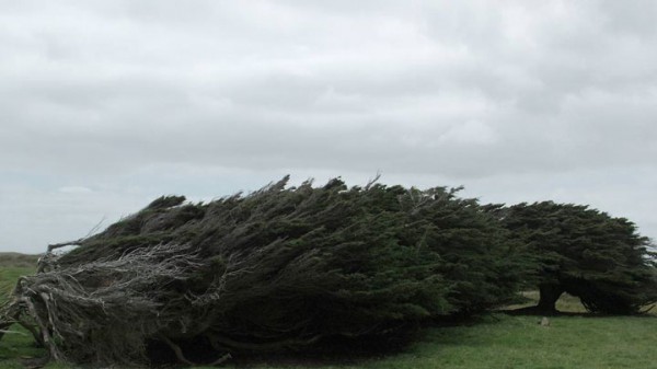 envolez-vous-pour-la-nouvelle-zelande-pour-defier-les-vents-violents-qui-torturent-les-arbres14