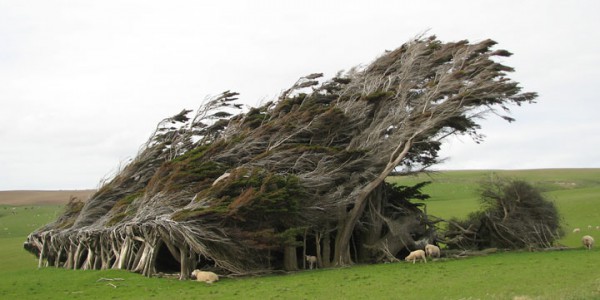 envolez-vous-pour-la-nouvelle-zelande-pour-defier-les-vents-violents-qui-torturent-les-arbres15