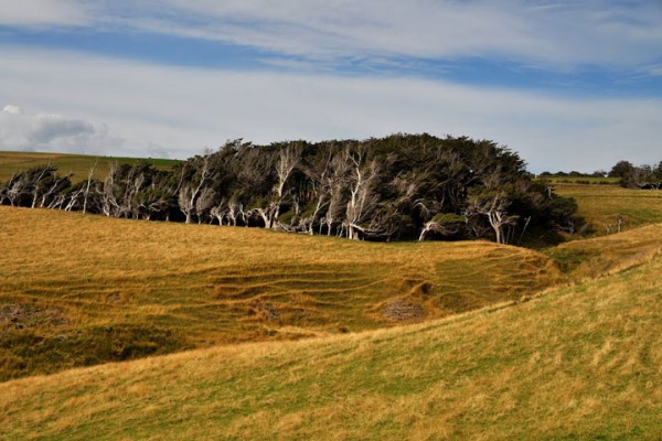 envolez-vous-pour-la-nouvelle-zelande-pour-defier-les-vents-violents-qui-torturent-les-arbres16