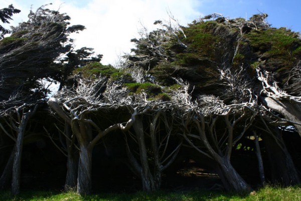 envolez-vous-pour-la-nouvelle-zelande-pour-defier-les-vents-violents-qui-torturent-les-arbres17