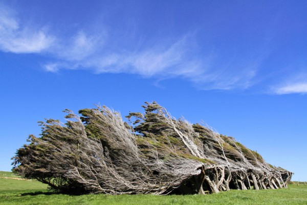envolez-vous-pour-la-nouvelle-zelande-pour-defier-les-vents-violents-qui-torturent-les-arbres5