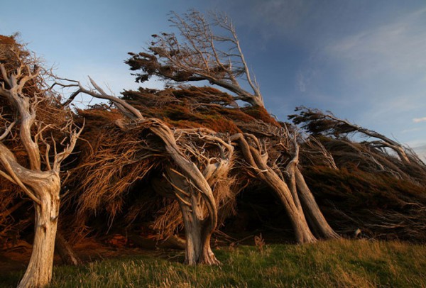 envolez-vous-pour-la-nouvelle-zelande-pour-defier-les-vents-violents-qui-torturent-les-arbres8