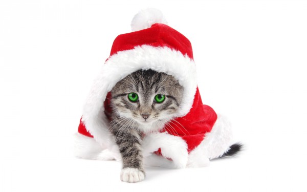 santa_cat-wide