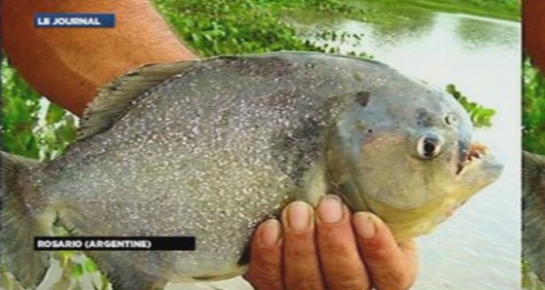 un-piranha-rosario-argentine-11061907cazon