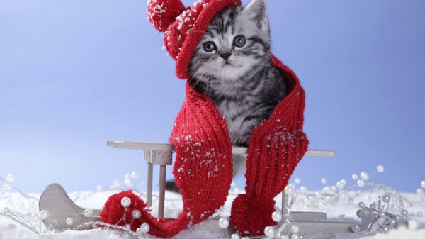 winter-cat-chritmas-2012