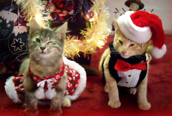 xmascats5