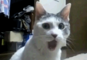 catgifpage59