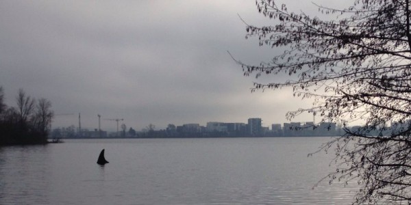 le-requin-de-bordeaux-lac_1560785_800x400-600x300