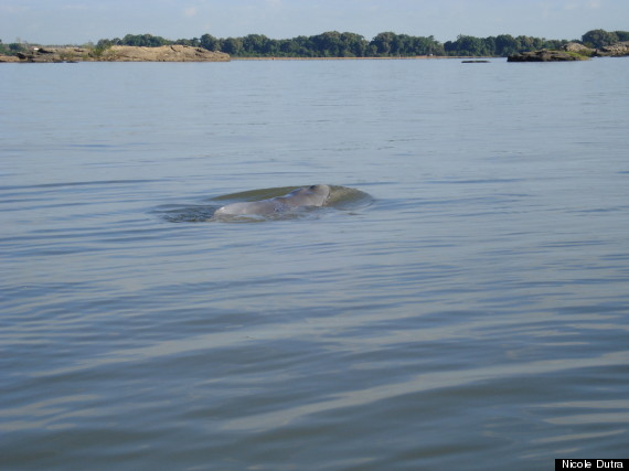 o-RIVER-DOLPHIN-2-570