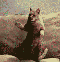 tumblr_mwokwbgZv21s99dcoo1_250