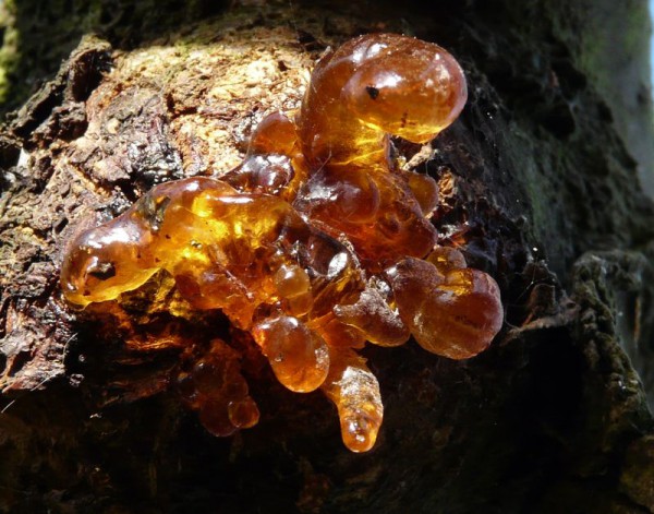 1-sève-Pierre-coutelier-vaux-sur-Somme