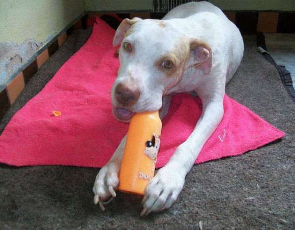 1507162_614820578579760_1295427327_n