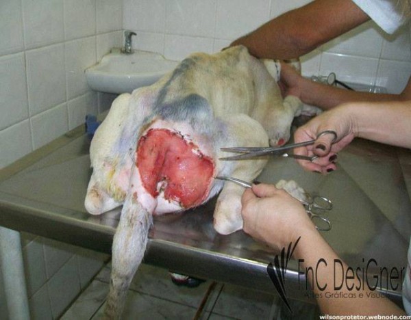 1517652_614819885246496_1307815254_n