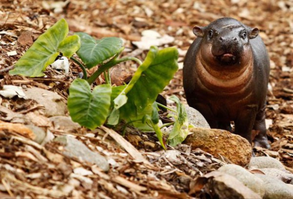 Hippopotame Pygmée